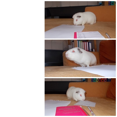 guinea_pigs_tales_spock_paper