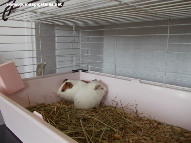 guinea_pigs_tales_first_cage